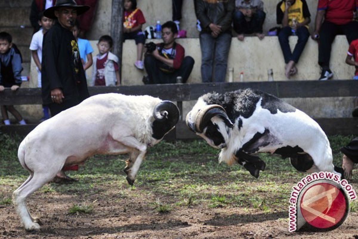 Warga Tatar Sunda minta Jabar kembangan Domba Garut di Papua