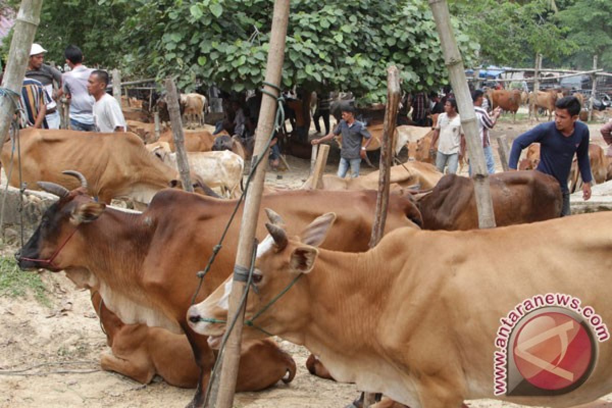 Kementan: pembuahan beku spanyol kembangkan sapi lokal