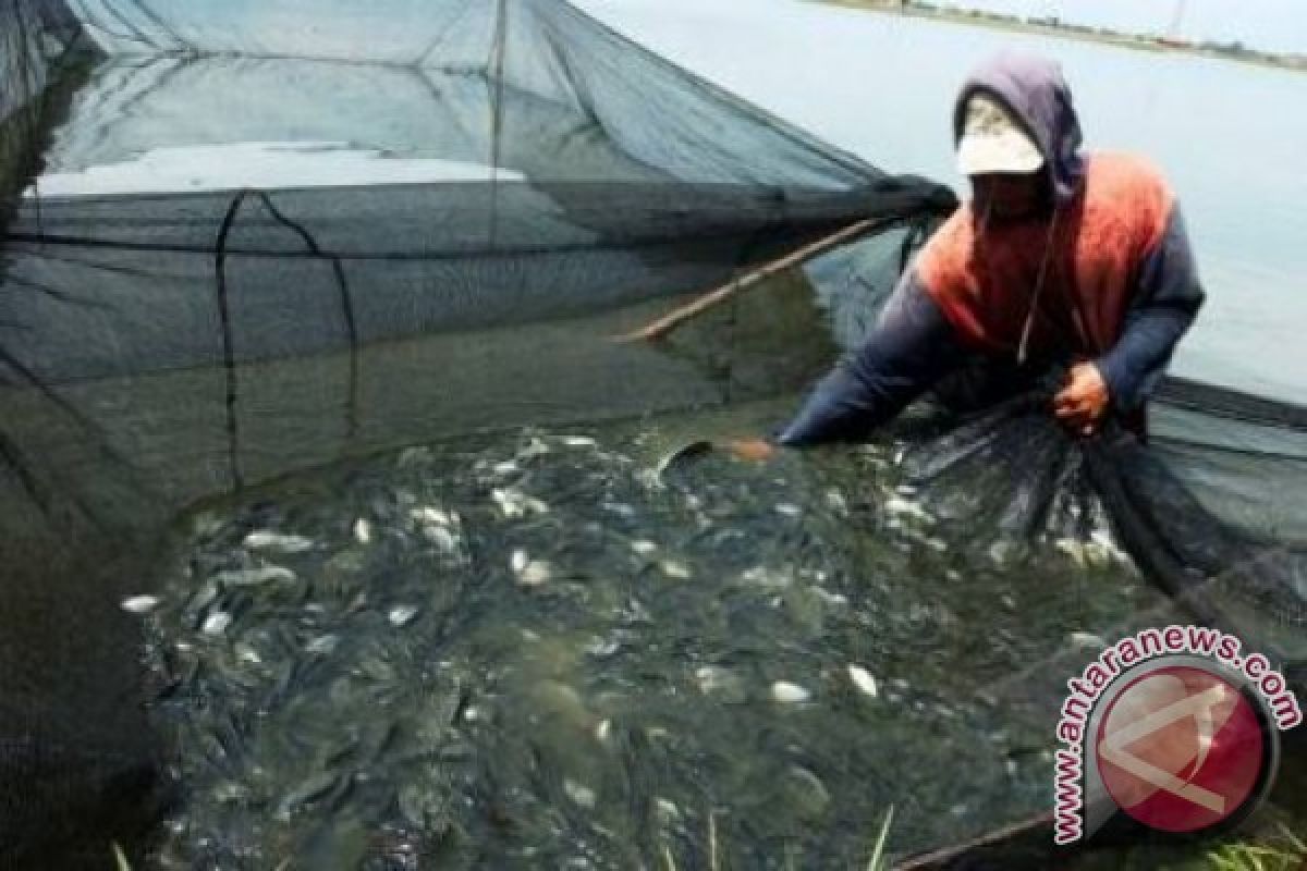 Hasil Petani Ikan Tawar di Pangkalpinang Menurun