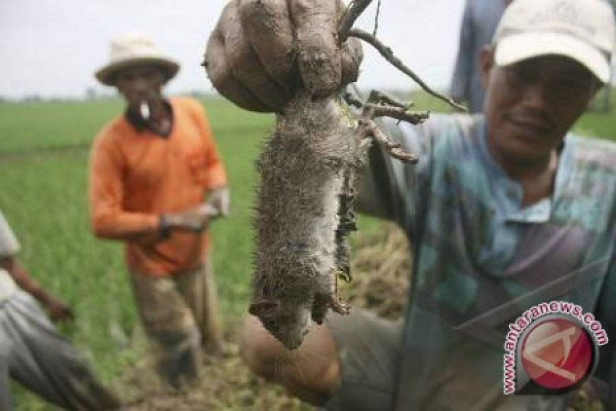 Ratusan Hektare Lahan Pertanian Sukabumi Diserang Tikus