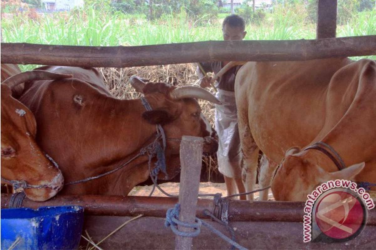 Enam Ekor Sapi di Tulungagung Mati Mendadak