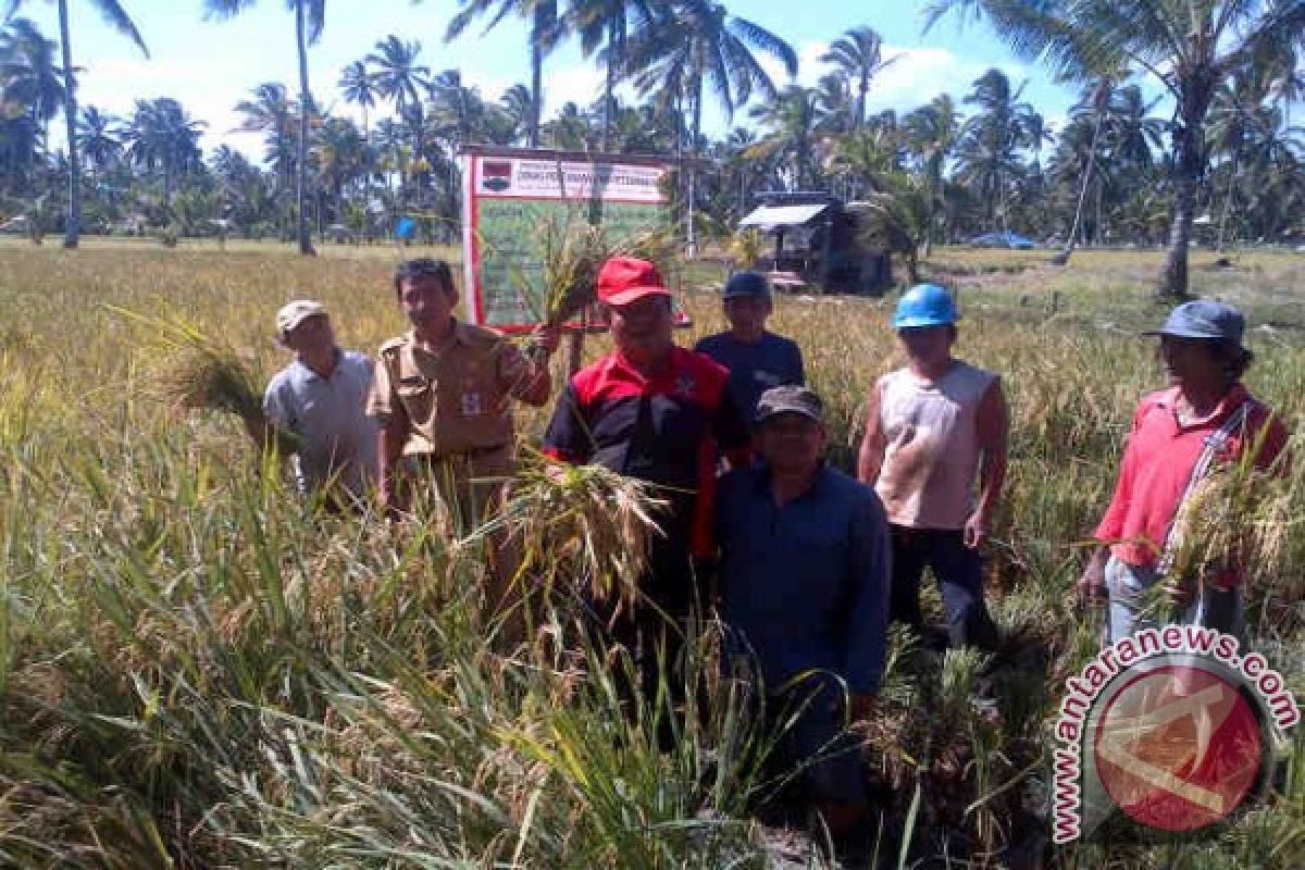 Produksi padi Sumut capai 2,811 juta ton gabah kering giling