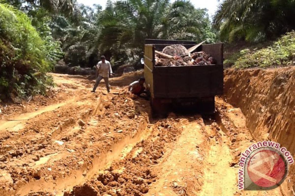 Pabrik beli sawit petani Rp1.565/kilogram