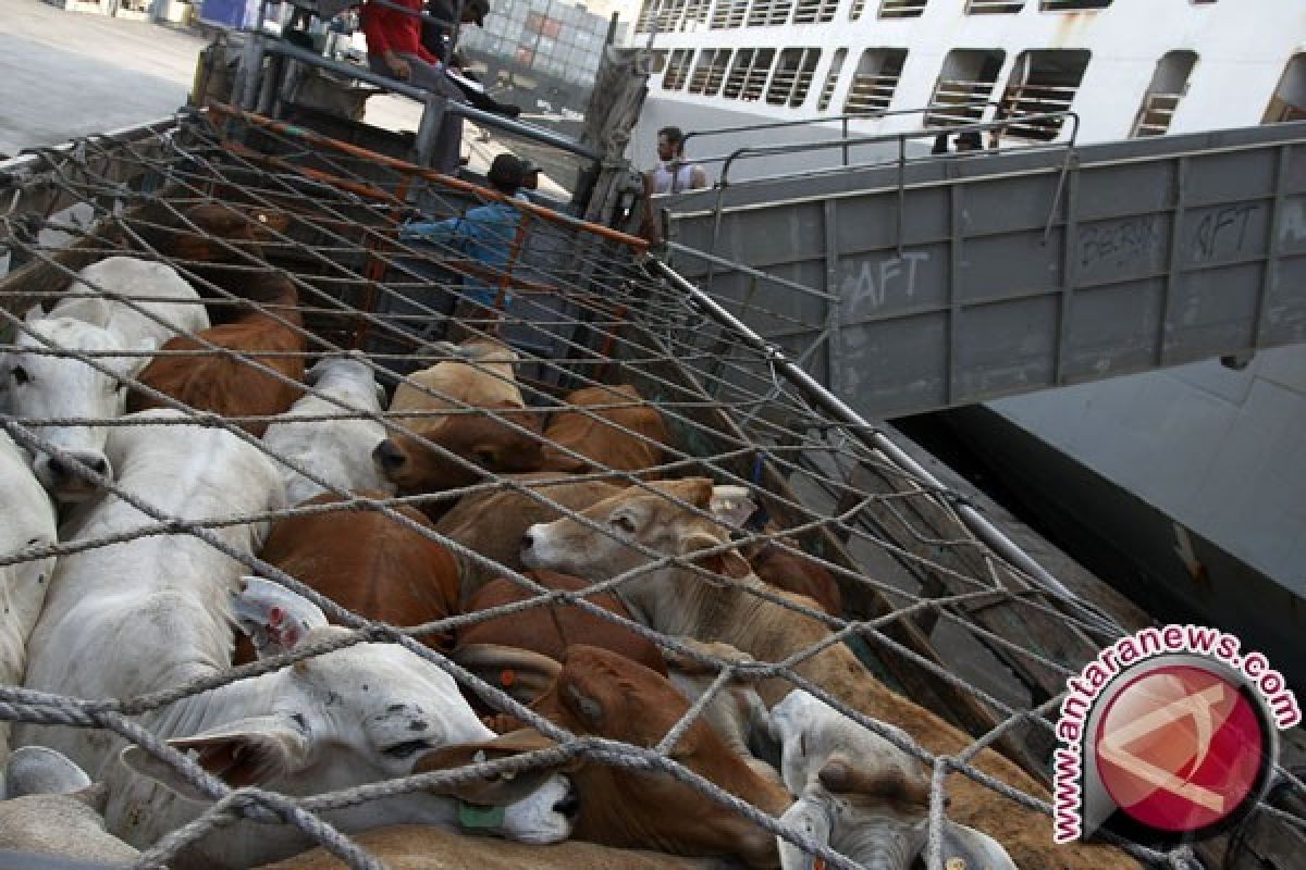 Bantuan Sapi untuk Kaltim Menyusut Akibat Defisit