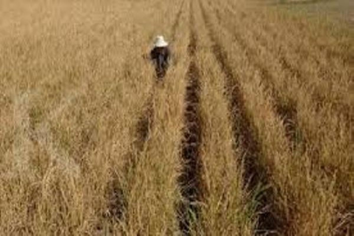 Puluhan hektare sawah di Merauke dilanda kekeringan