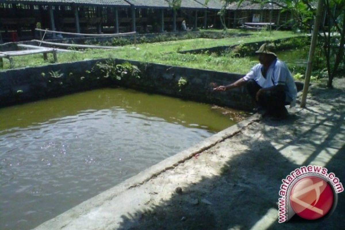 BBIL Pangkalpinang Tunggu Peraturan Penjualan Benih Ikan