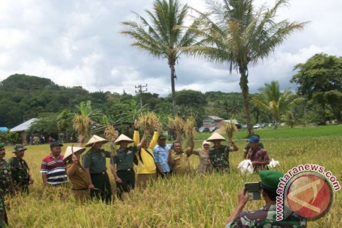 Panen Raya Tanaman Padi Di Kota Salak