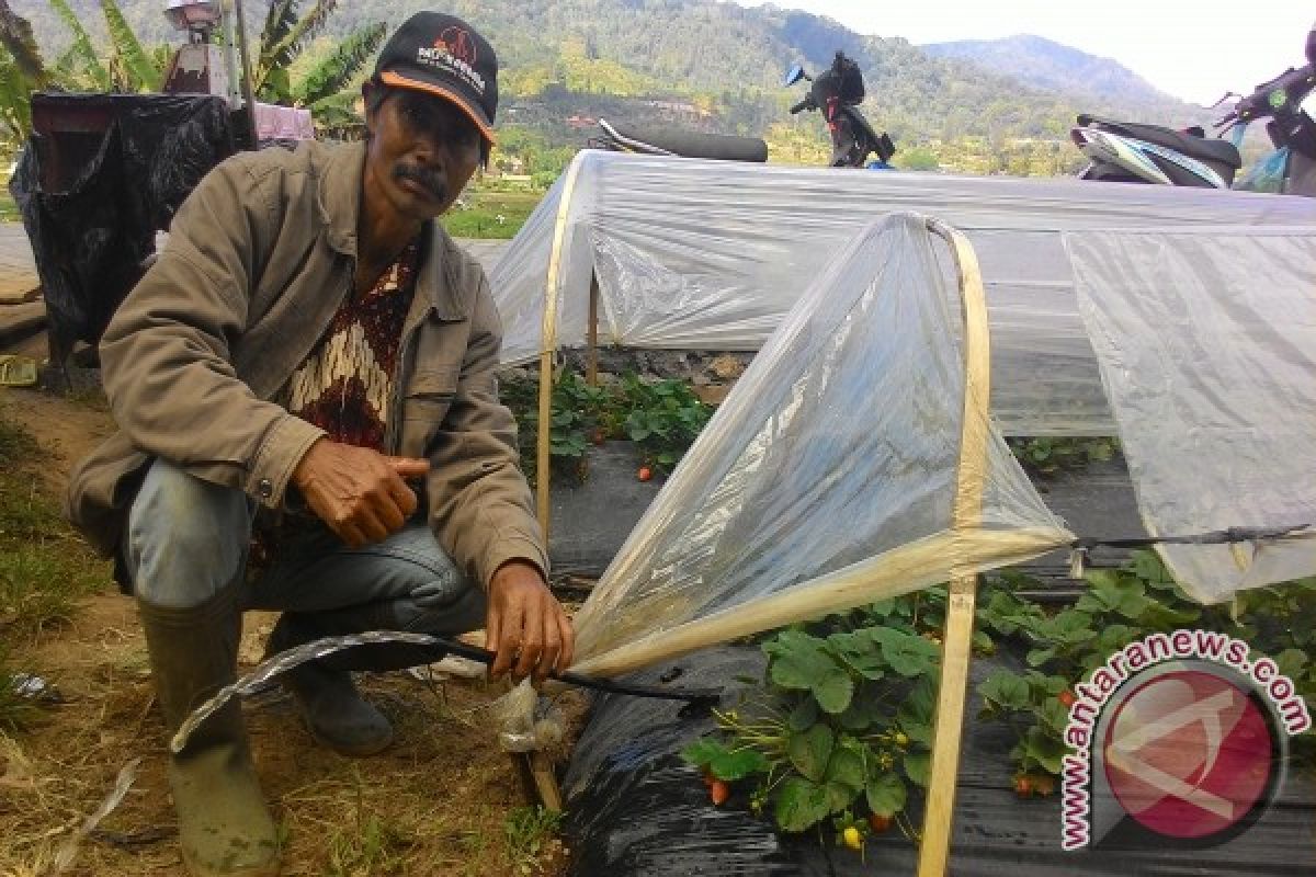 Petani Stroberi Pancasari Gunakan Pompa Atasi Kekeringan