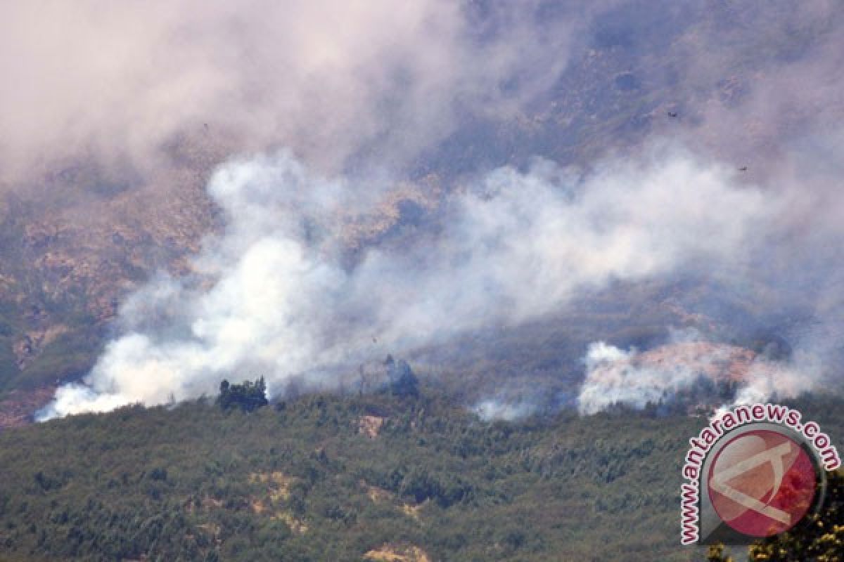 Hutan lereng Gunung Sindoro terbakar