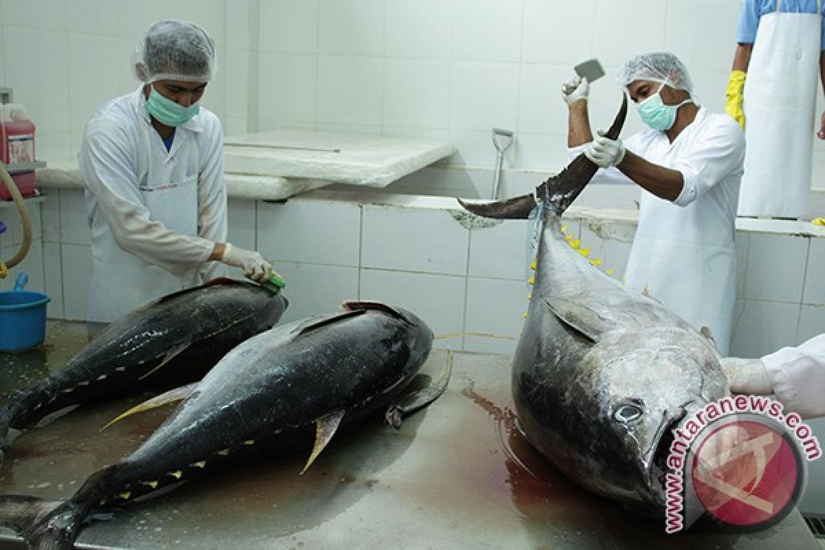 Pengusaha Aceh ekspor 3,6 ton tuna ke Asia