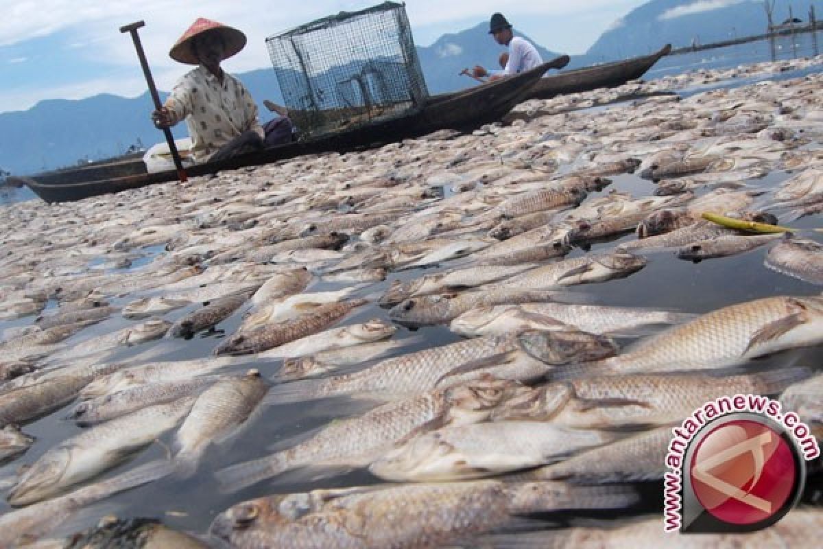 Ratusan ikan budidaya mati akibat kemarau