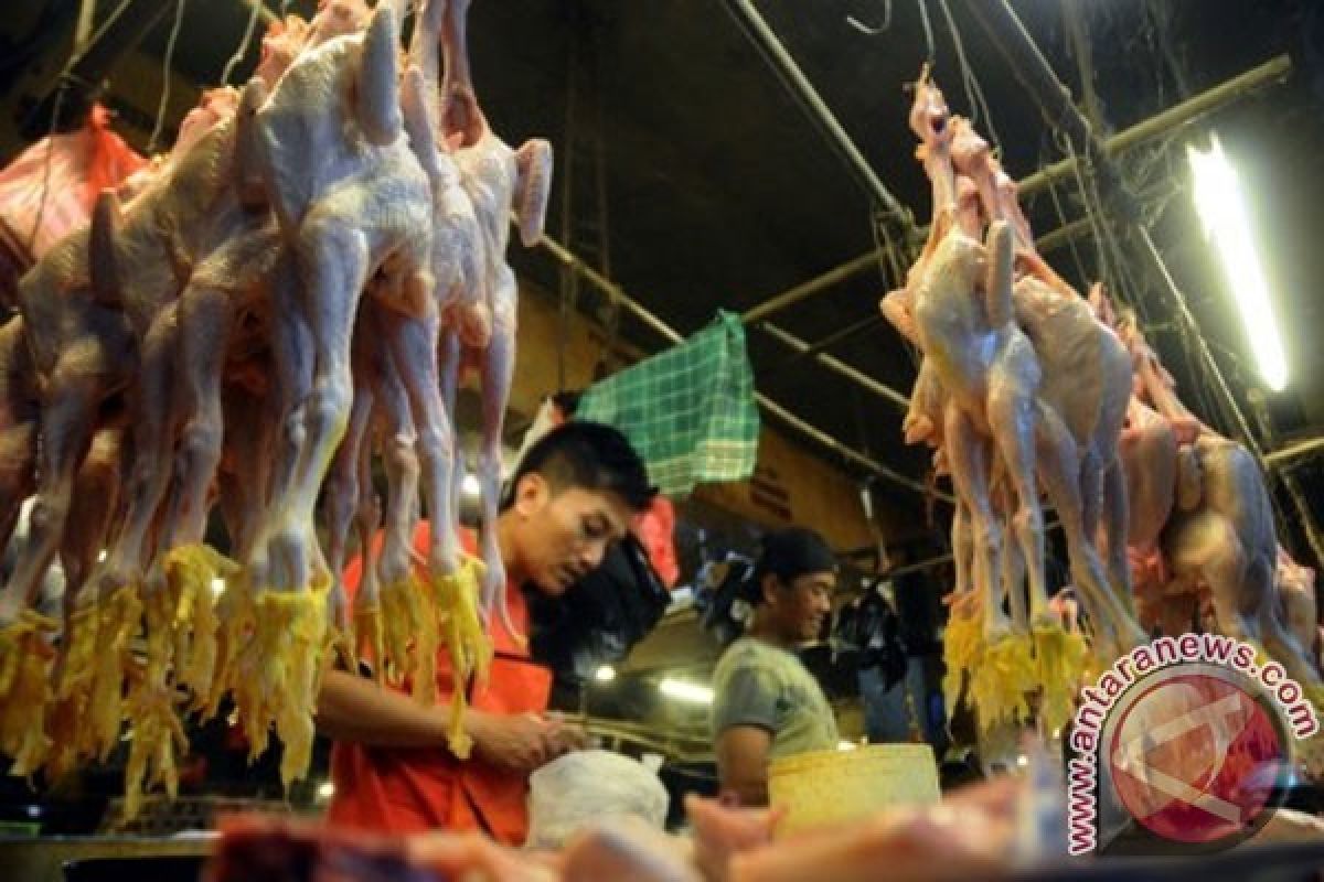 Harga Daging Ayam di Temanggung Turun