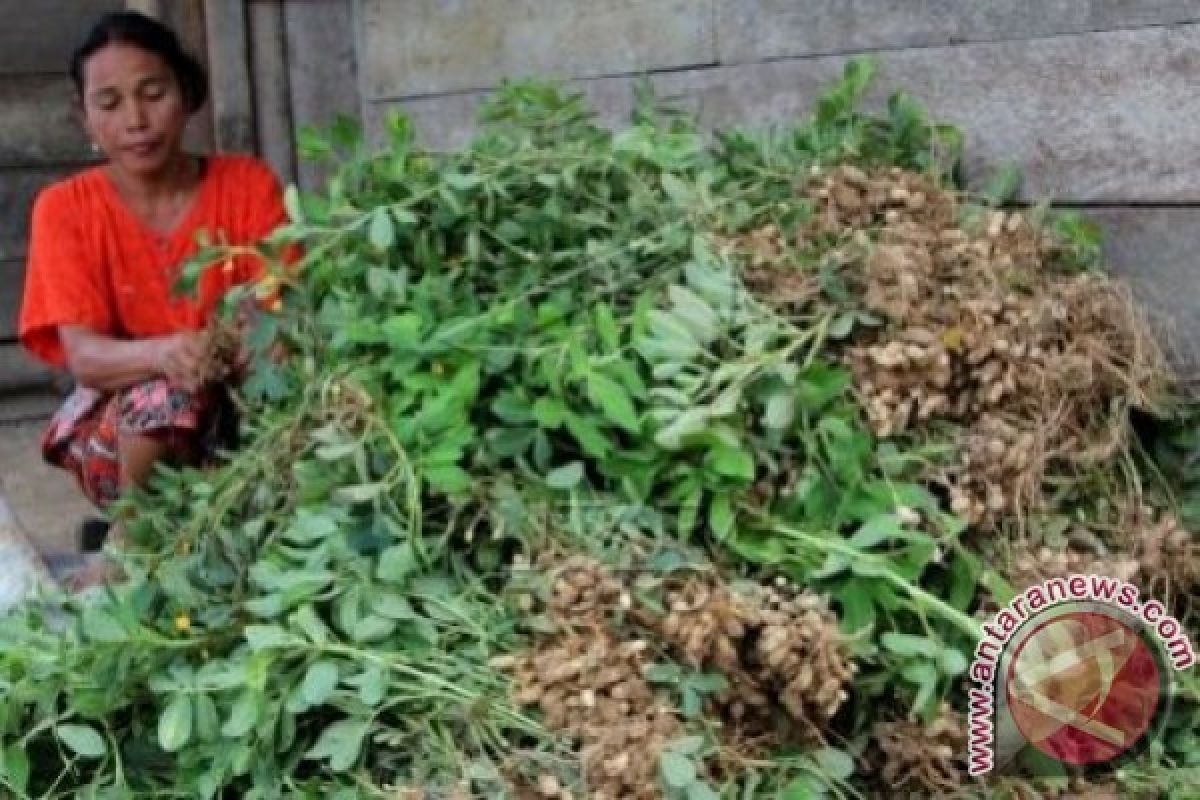 Aceh Barat catat produktivitas kacang tanah menjanjikan