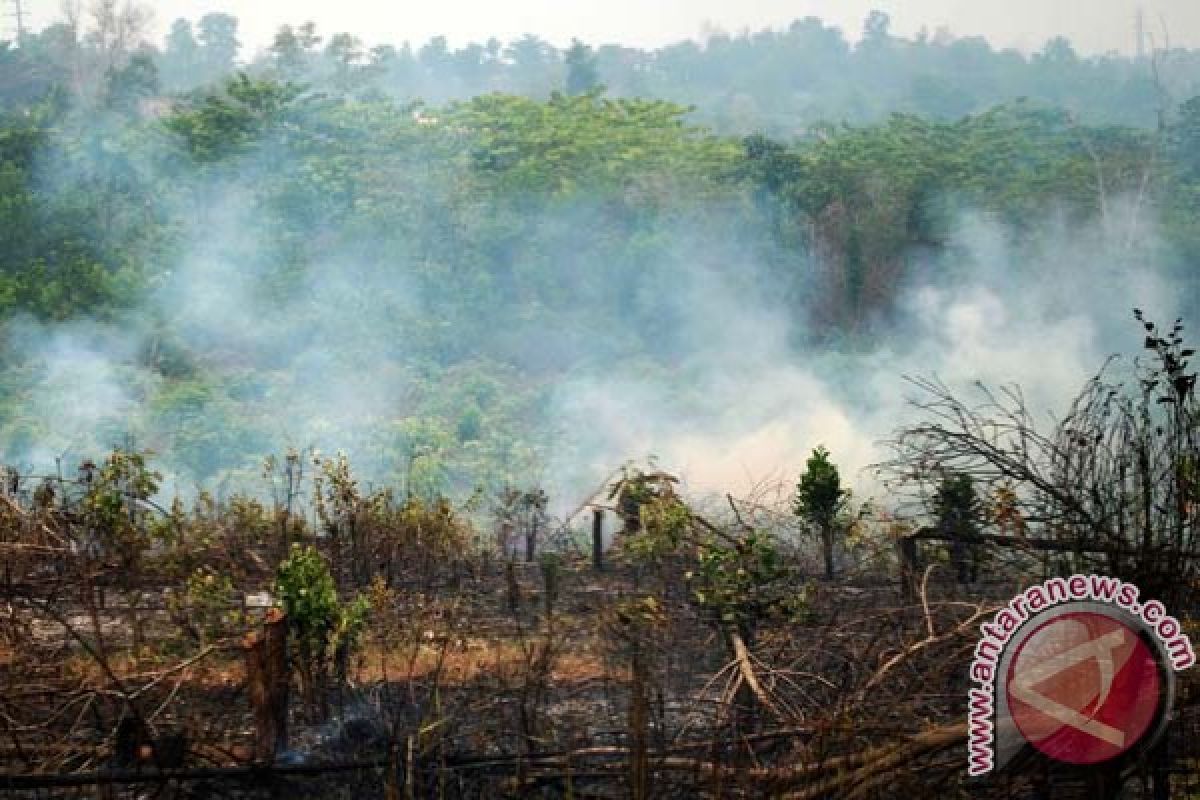 Areal hutan di Warembungan Kabupaten Minahasa terbakar