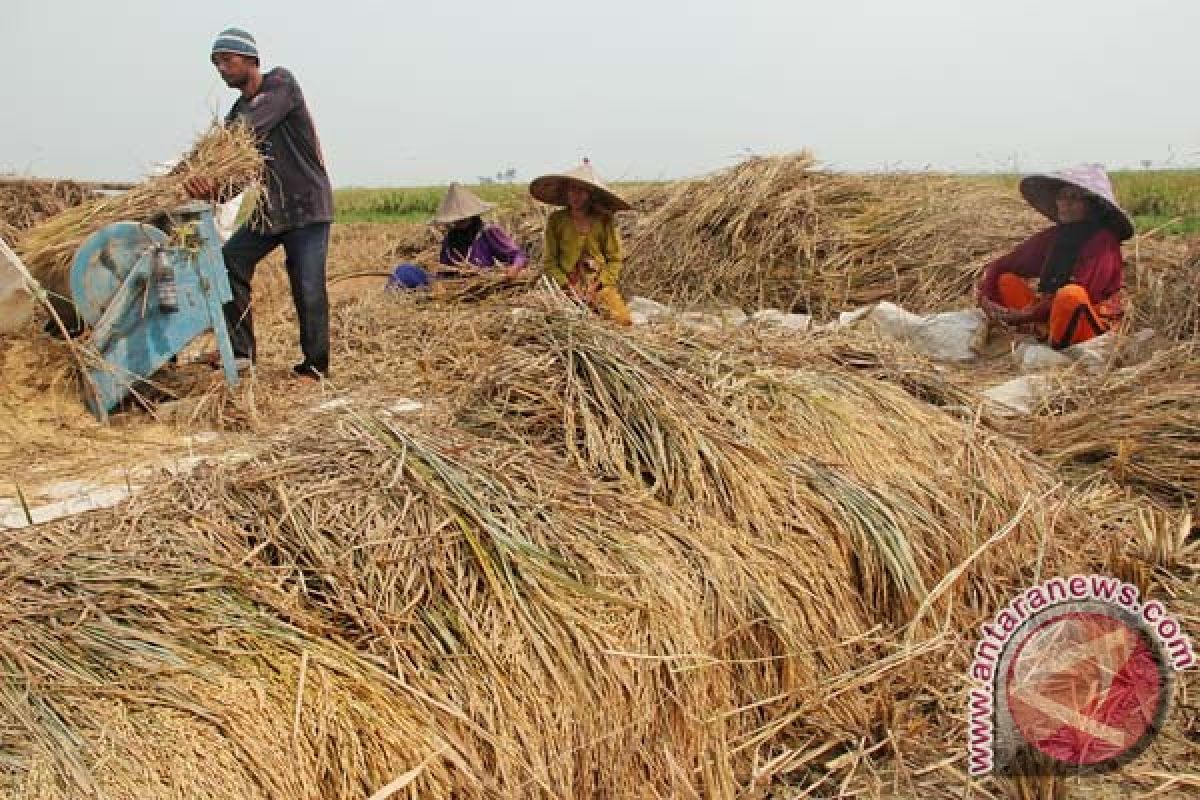 Produksi padi Kaltim akan naik 2.546 ton