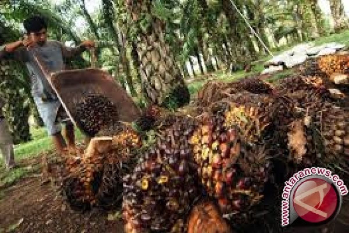 Harga CPO di Jambi naik Rp87 per kilogram