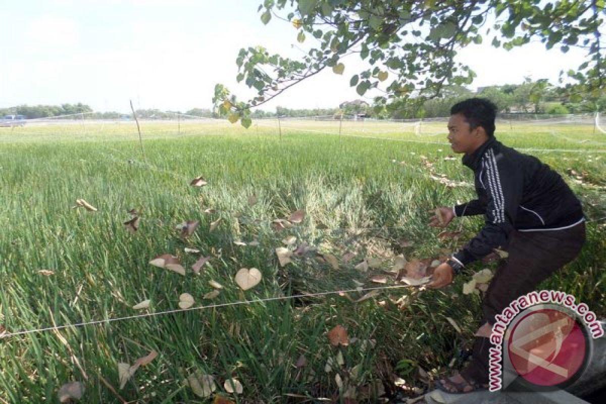 Petani Bojonegoro Pasang Jaring Ikan Amankan Padi