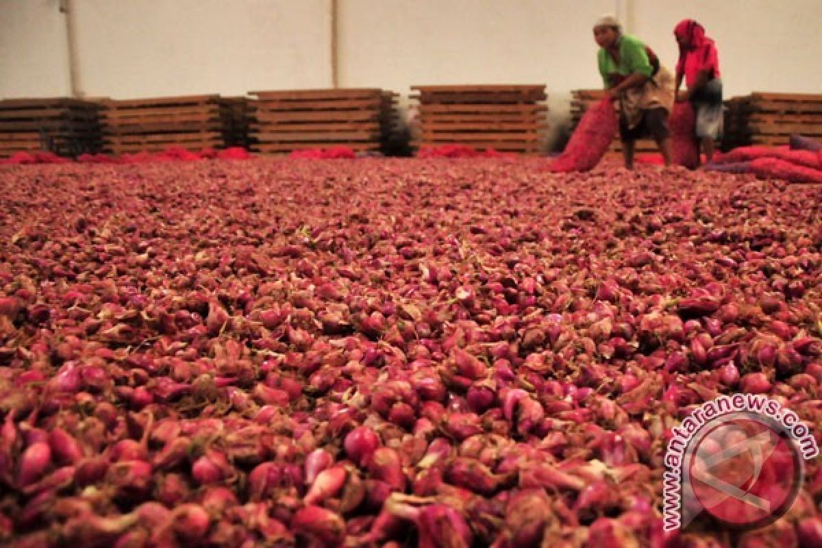 Distanak Banten Kembangkan Bawang Merah Di Tiga Kabupaten