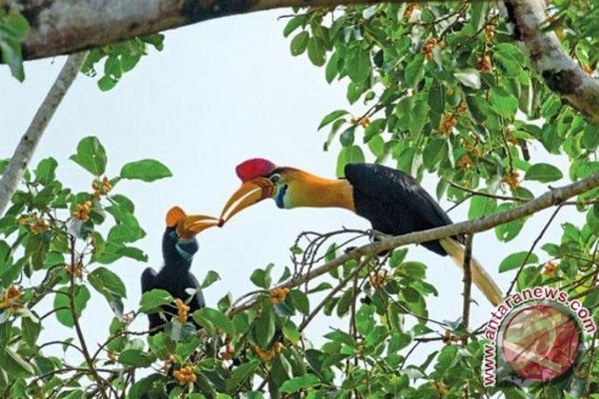 Warga Bengkulu serahkan burung rangkong ke BKSDA