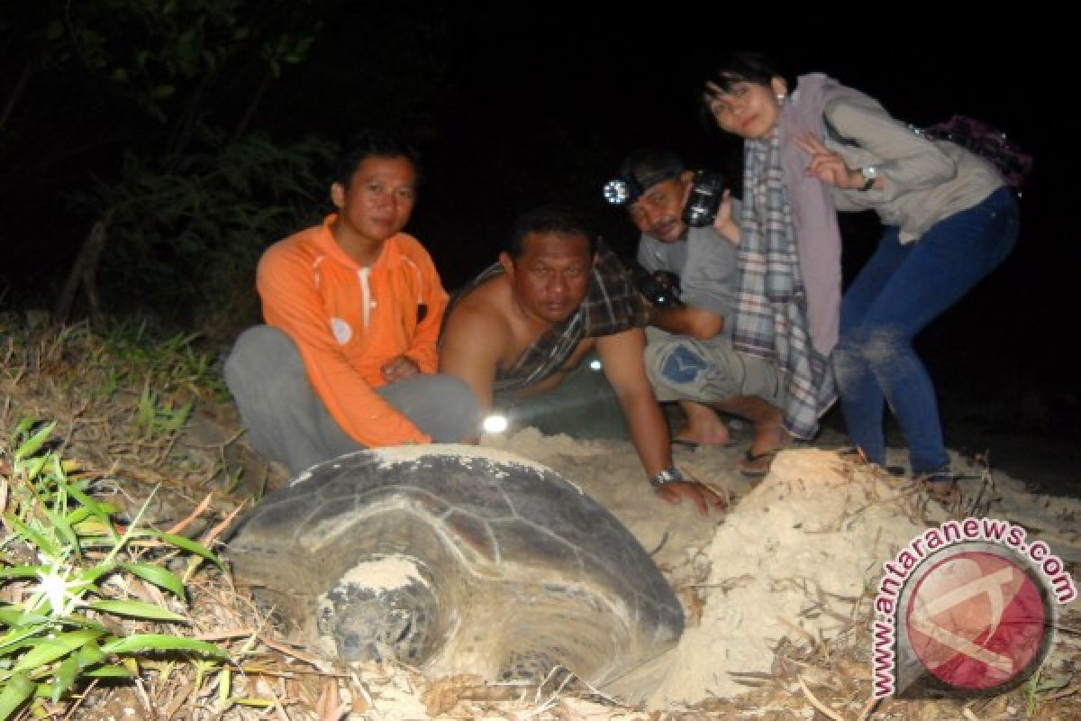 Populasi Penyu Di Pulau Sembilan Kotabaru Berkurang