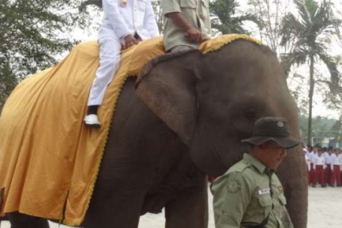 Gajah Sumatera Ikut Upacara Kemerdekaan Di Riau