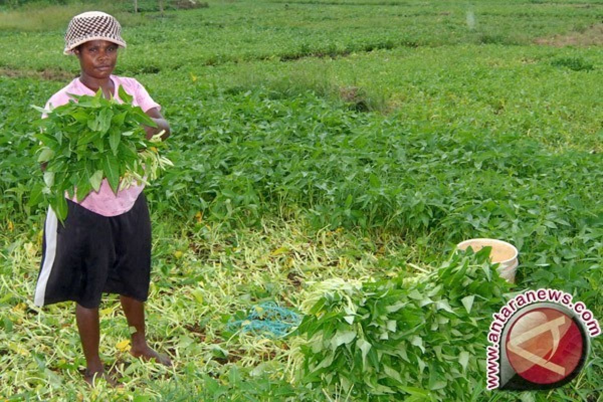 Nilai tukar petani Papua Barat naik 0,08%