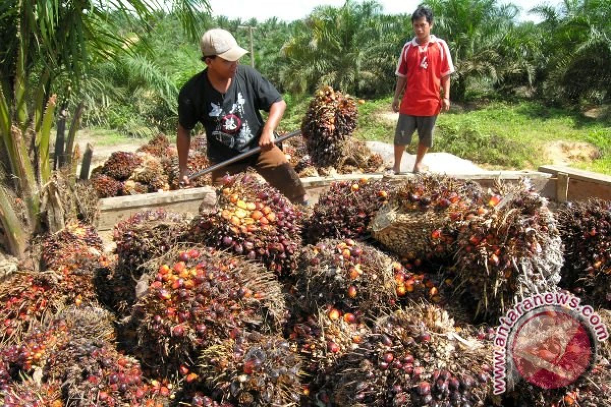 Harga TBS Sawit di Barito Utara Naik Jadi Rp1.661 per Kg