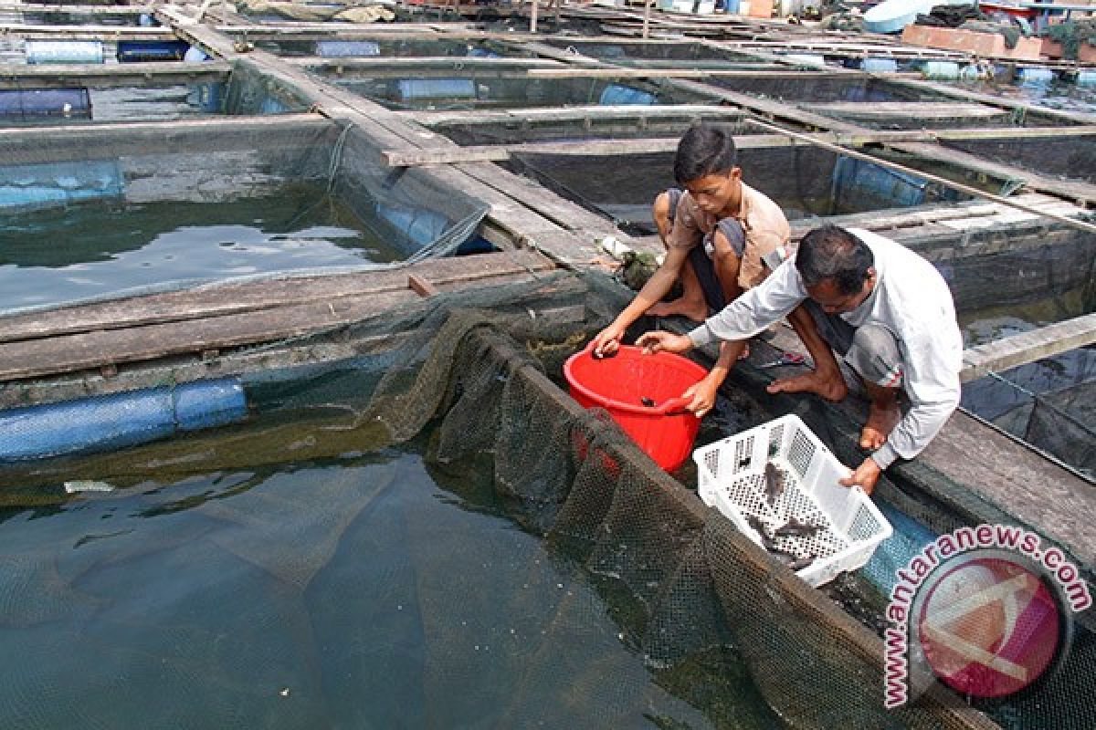 Tingkatkan produksi kembangkan budidaya kolam bioflok