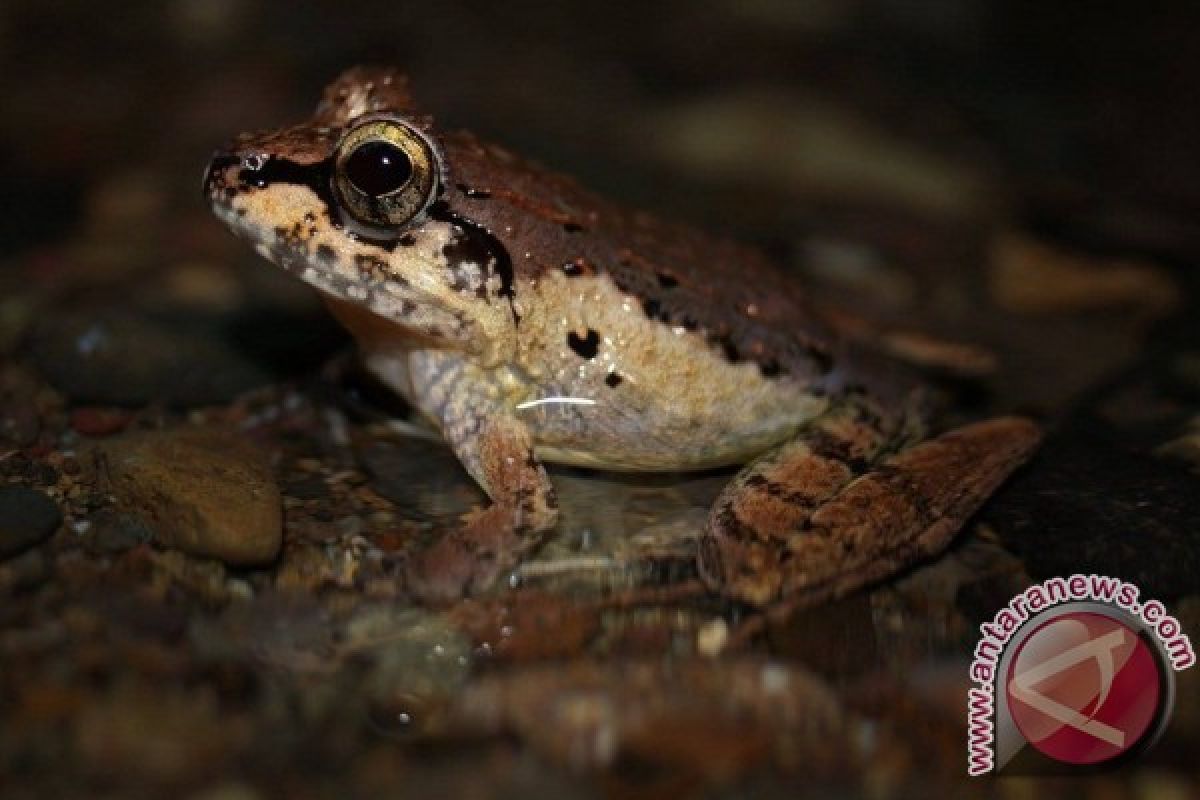 Katak Melahirkan Ditemukan Di Gorontalo