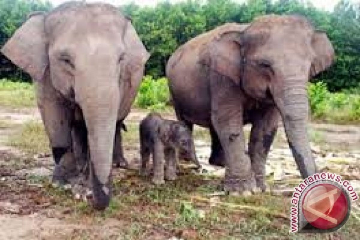 Gajah Di Tangkahan Lahirkan Bayi Betina  