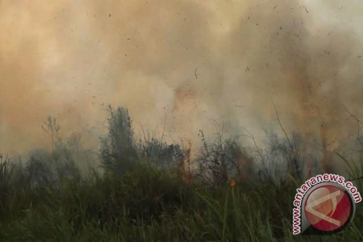 20 hektare lahan terbakar di teluk meranti