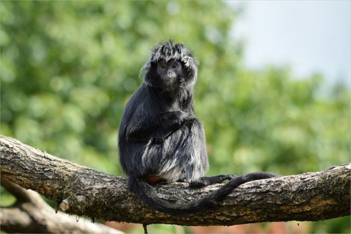 Memprihatinkan, Pupulasi Lutung Jawa Di Muaragembong Terus Berkurang