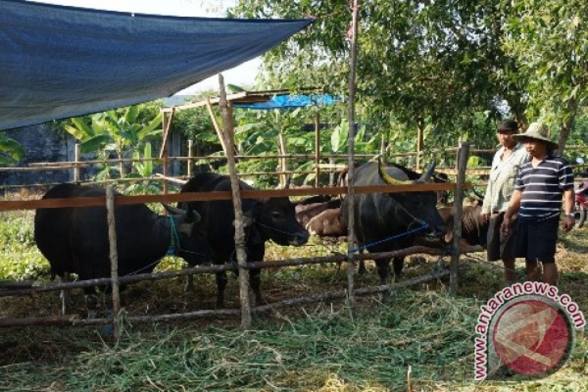 DPKP Bontang Awasi Penjualan Hewan Kurban