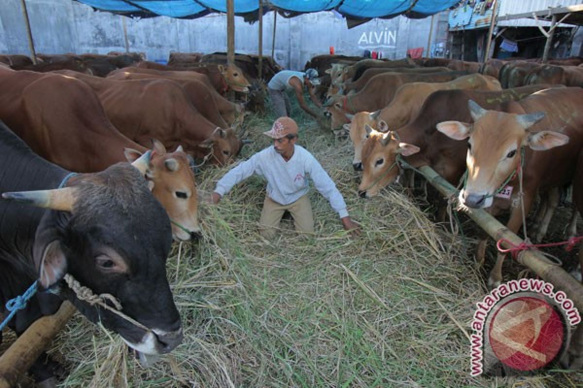 Kaltim Sebar 750 Sapi Kepada Kelompok Ternak