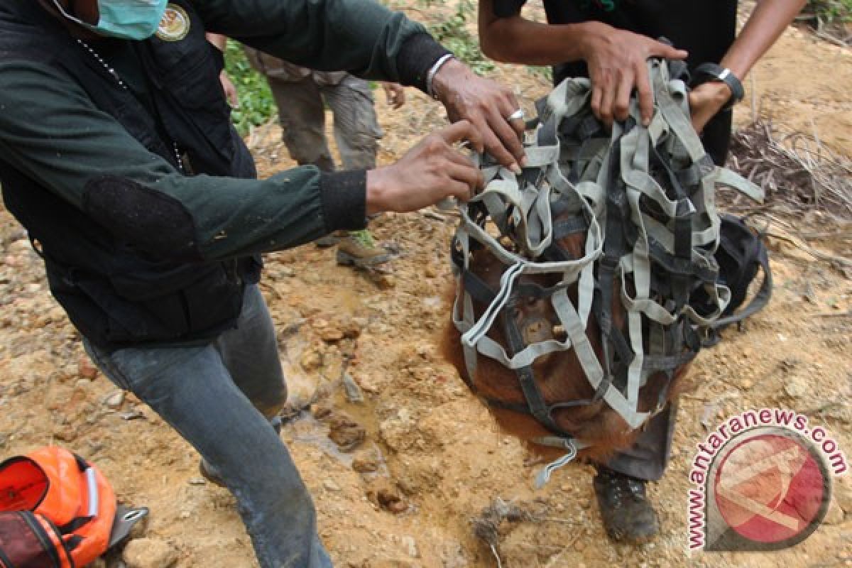 Orangutan tersesat di perkebunan