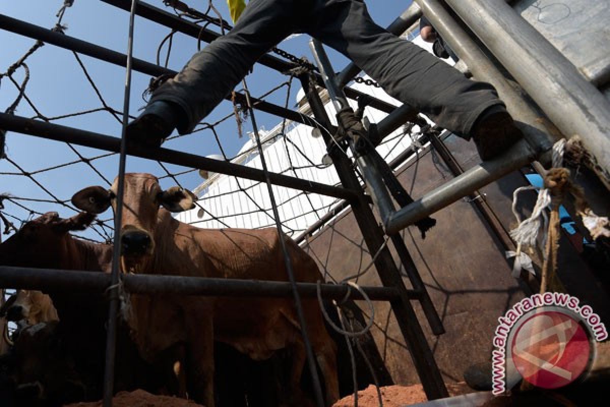 Australia ingin perjanjian ekspor sapi jangka panjang dengan Indonesia