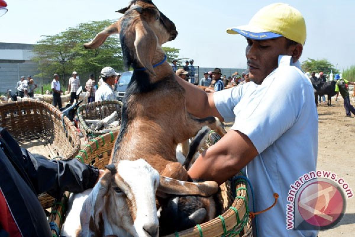 Ditemukan dugaan kambing "gelonggongan" di Madiun