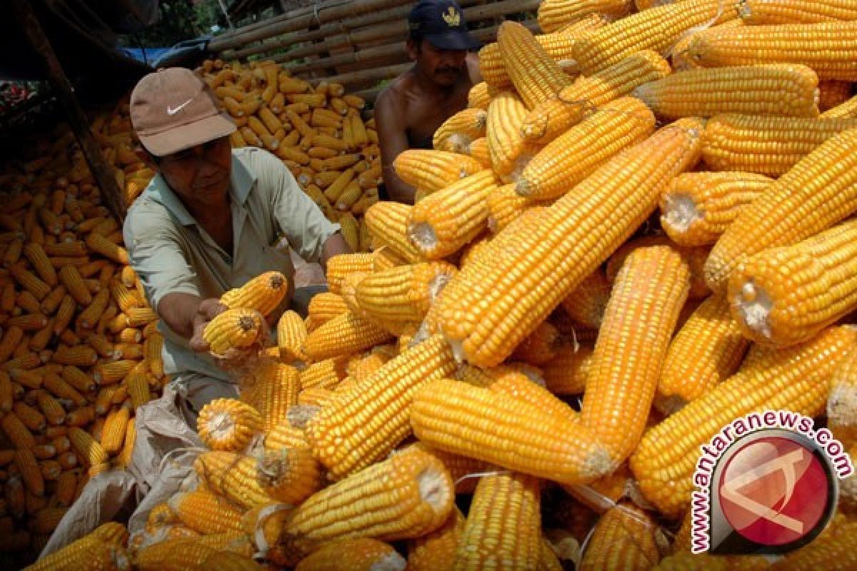 Karo Masih Jadi Penghasil Jagung Terbesar Sumut 