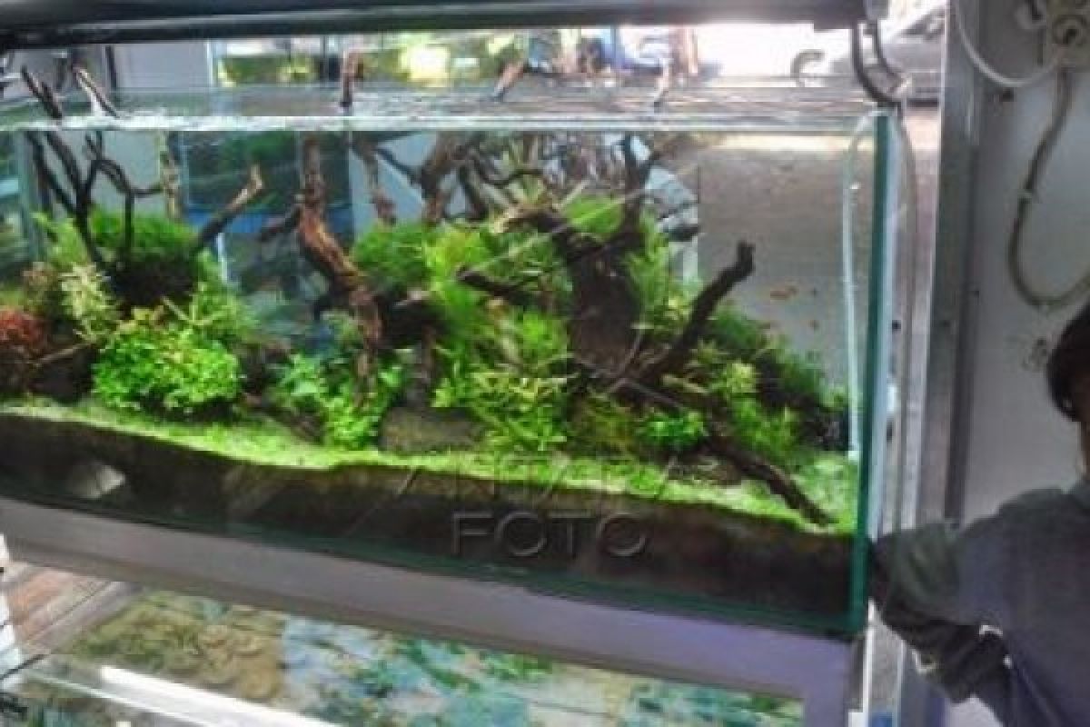 Pedagang "Aquascape" di Solo Banjir Pesanan