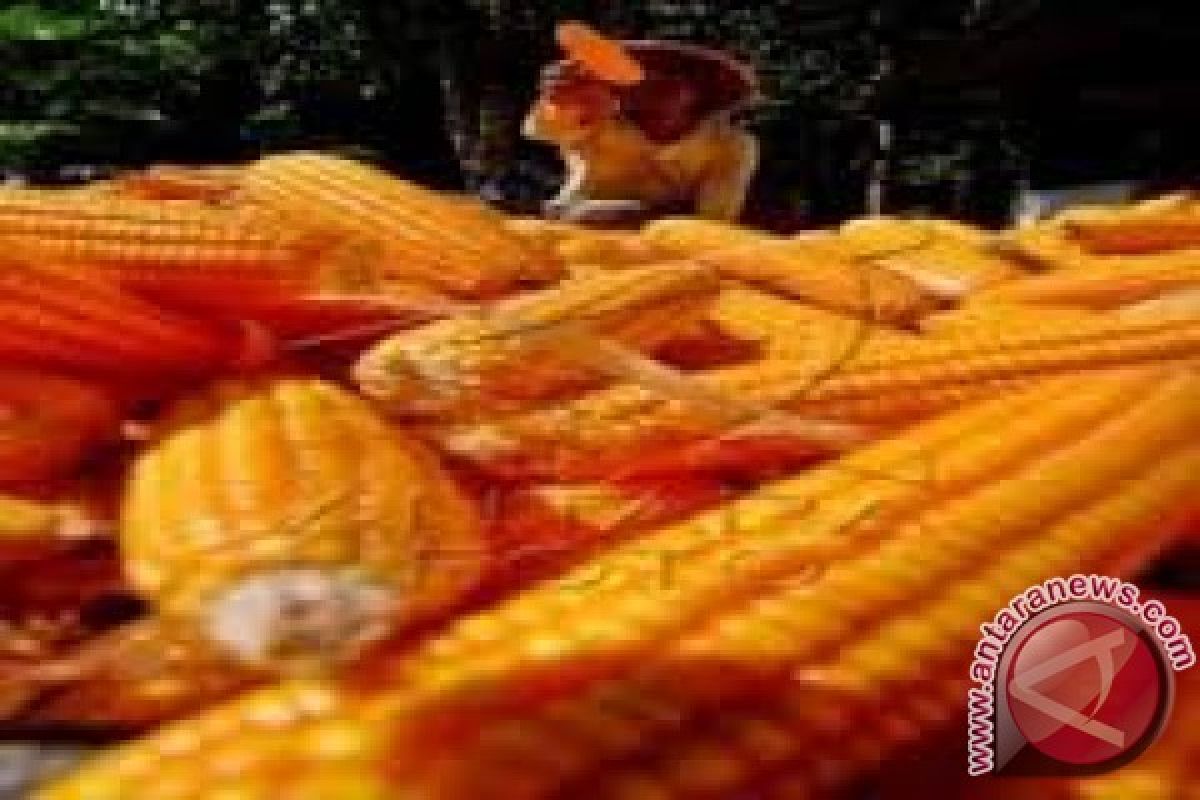 Distan Persiapkan 2.675 Hektare Pertanaman Jagung Upsus  