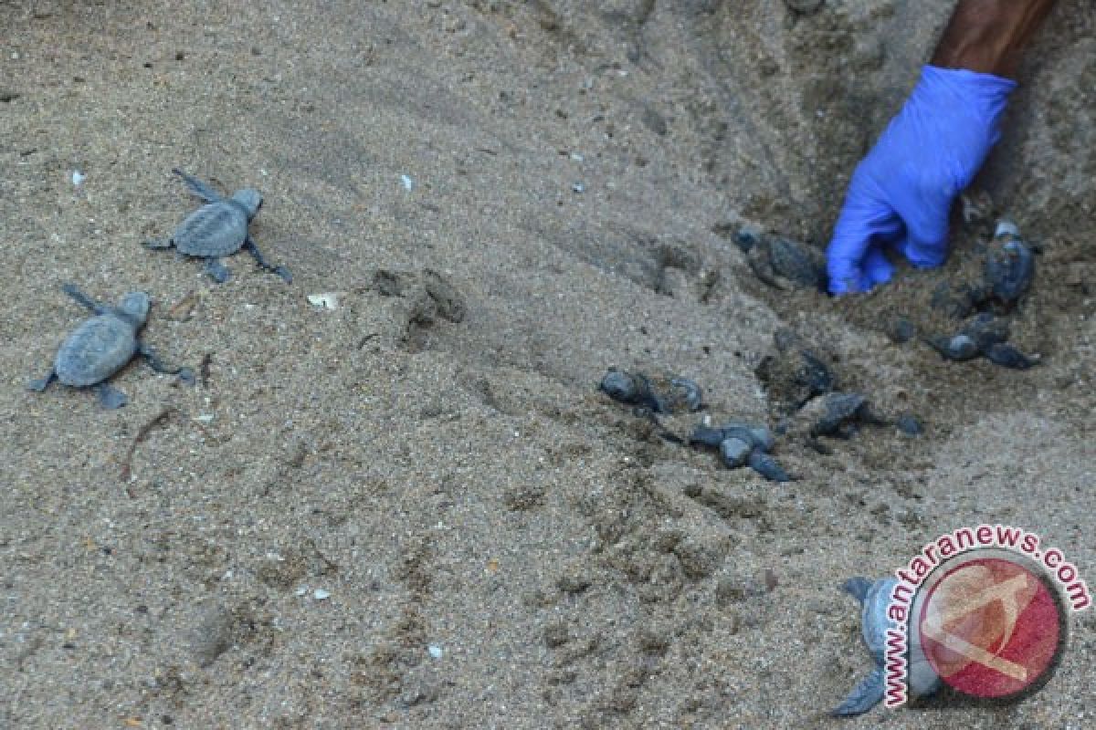 107 telur penyu di Pantai Mukomuko dicuri