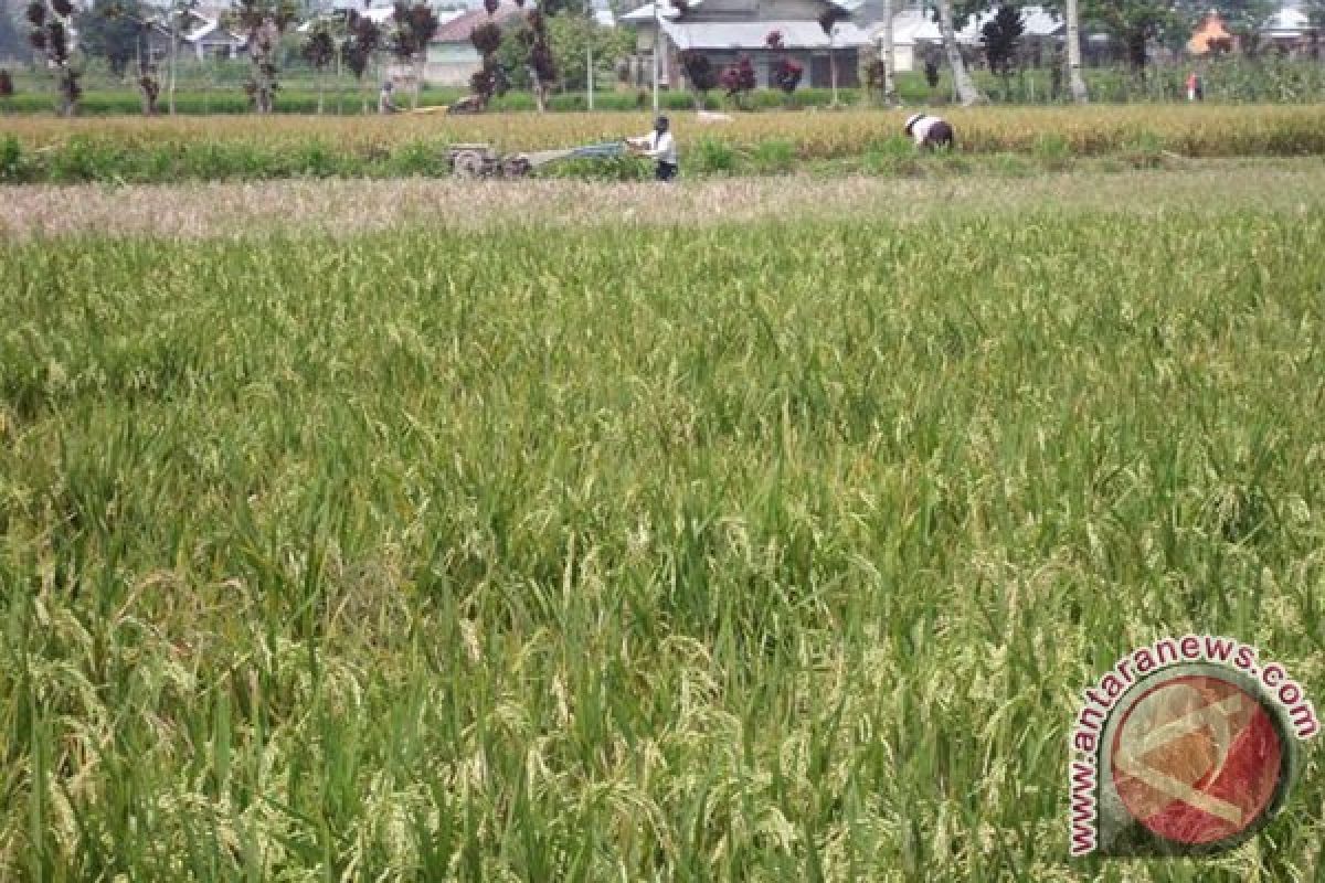 Mukomuko siapkan insektisida untuk basmi hama padi