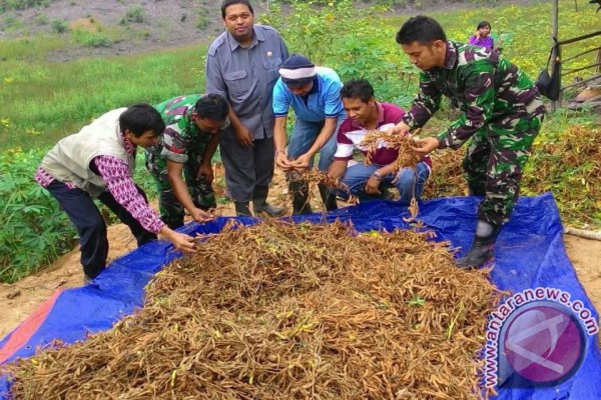 TNI Ikut Panen Kedelai di Sekadau