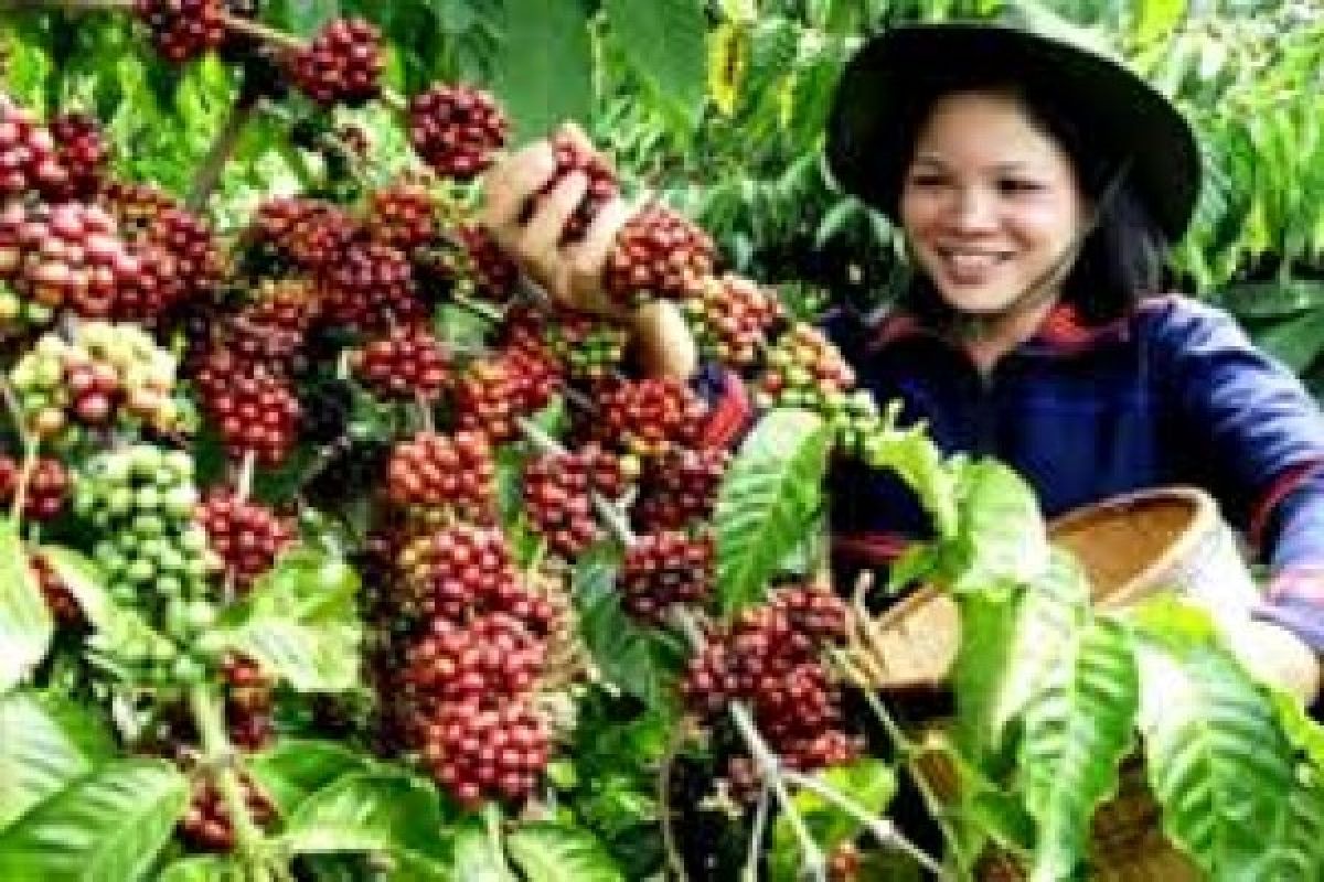 Wapres JK Dorong Produksi Petani Kopi Lampung