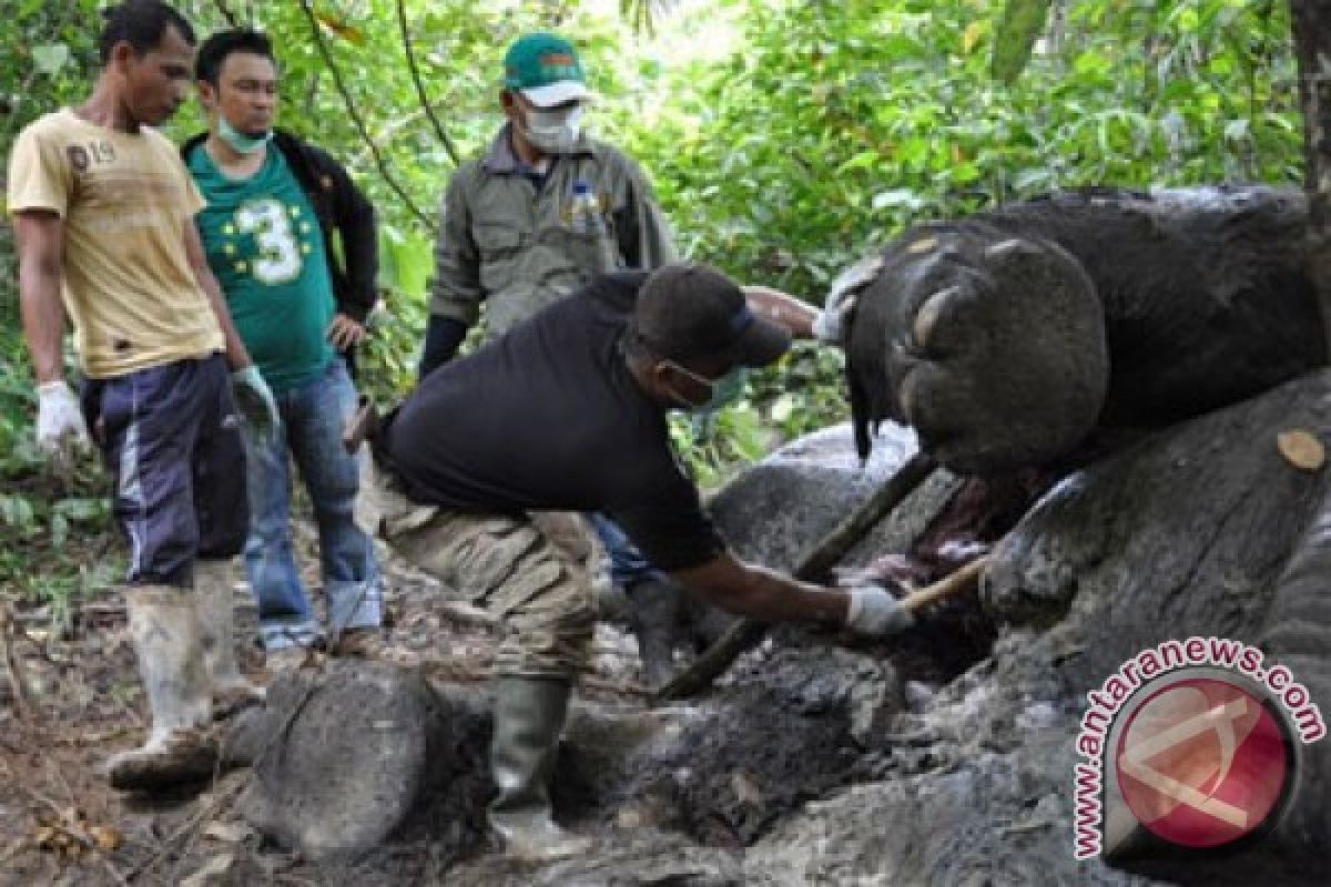 BKSDA Aceh nyatakan 41 gajah mati