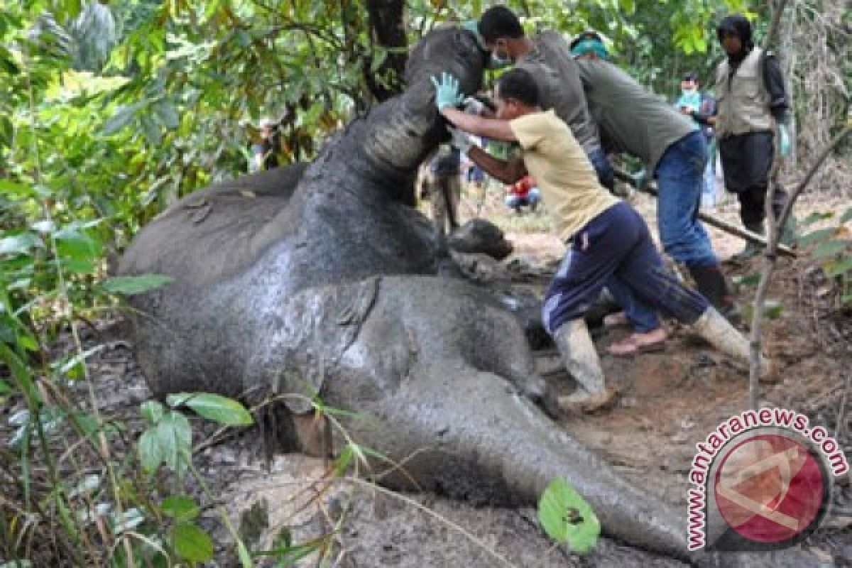 Killing of Aceh elephant is an organized crime: Environment Ministry
