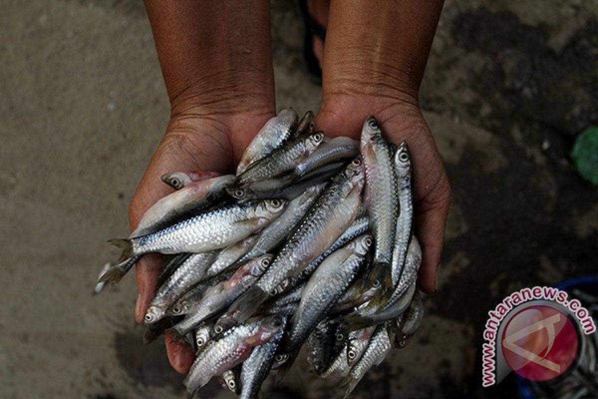 Ikan Depik Gayo