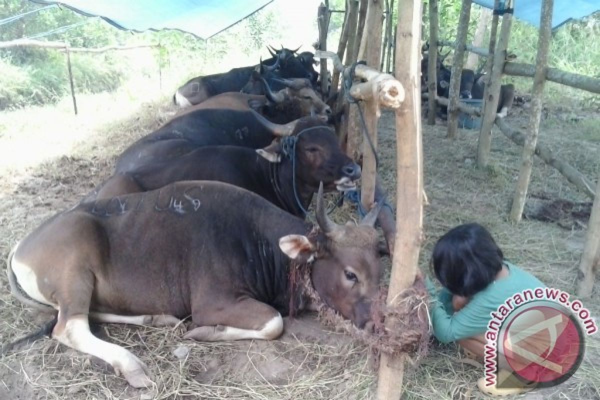 Agar Hewan Kurban Sehat! Dinas Ini Bentuk Tim Pengawas Kesehatan Hewan