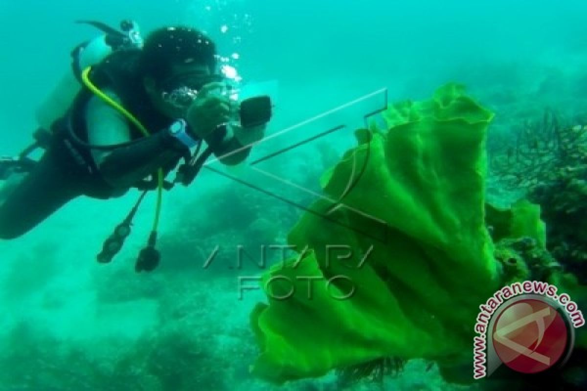 Taman Laut Taka Bonerate disebut tak kalah dari Wakatobi dan Bunaken