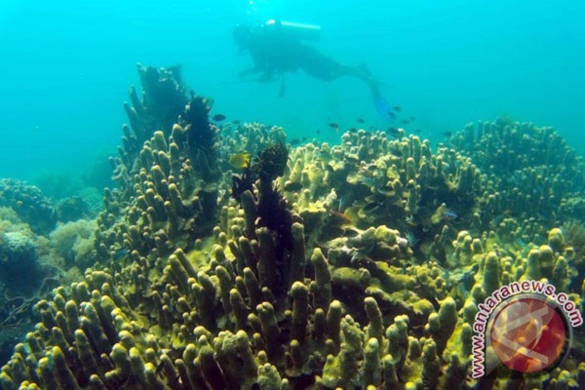 Year Ender - Preserving coral reefs means protecting livelihoods in coastal region by Fardah Assegaf